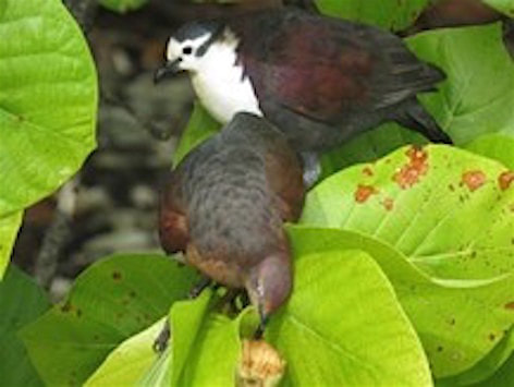 In French Polynesia, endangered ground-doves are feeding on Guettarda fruits