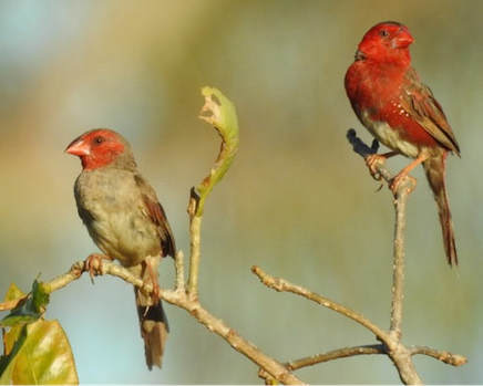 Pair of White-bellied Crimson Finches
