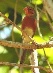 Male White-bellied Crimson Finch