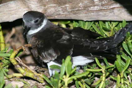 Endangered White-throated Storm-petrel copyright Ray Pierce